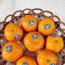 만다린 | 이마트 만다린 내돈내산 후기 만다린 뜻