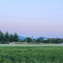 낙동강체육공원 관리사무소 | 구미 낙동강체육공원 인생샷 포토존(메밀꽃과 금계국 개화 현황)