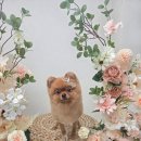 세마리네 | 병점애견미용 한집에서 함께 온 세 마리 강아지 미용 후기