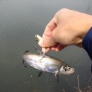 방축소류지 이미지