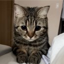 고양이 하루 이미지