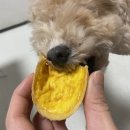 쉘위댕댕 이미지