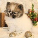 도그마루 강아지 고양이 분양 여주·원주점 이미지