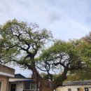 가락1리 이미지