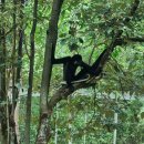 까만여우 | 빈펄 사파리 푸꾸옥(Vinpearl Safari Phu Quoc) 후기