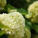 장삼포민박 이미지