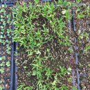 영진농장 이미지