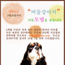 애견모델 이미지