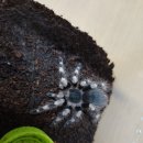 블랙엔화이트