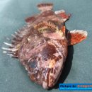 [어류/물고기]흰꼬리볼락 - Sebastes longisispinis - 어류도감,어탁 (魚拓),예술어탁,fish,박제,물고기이름,볼락 이미지