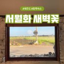 서월화 | 제주 동쪽 종달리 숙소 에어비앤비 독채 가성비 서월화