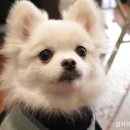 연희동물병원 이미지