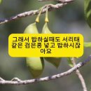 검은콩 효능 이미지