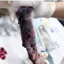 Groomer Ameri 이미지