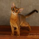 캐터리 페르마타 이미지