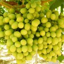 코튼캔디 이미지