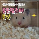 달빛 햄스터리 | 수원 햄스터 분양 | 달빛햄스터리 수원점 방문 후기