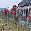 적중농장 이미지