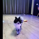 홍천아델펜션 | 애견동반가능한 홍천 아델펜션 다녀온 후기 ! 강추