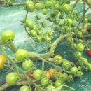 세도농장 이미지