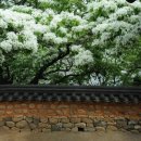 5월 6일 밀양 위양지 이팝나무꽃과 퇴로리 고택과 삼은정 서고정사 정원 이미지