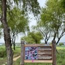 연꽃단지 | 부산 삼락생태공원 연꽃단지 후기｜실시간 개화·사진명소·8주차장 이용 (25.7.17)
