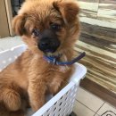 대산읍 충의로 이미지