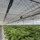 고부농장 | 당근알바🥕ver2 /당근알바/일일알바/농장알바/체험알바