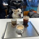 궁말11 (apmadang) | 서울 근교 드라이브 서울대공원 근처 과천 카페 앞마당 Apmadang : 반려견 동반 가능!