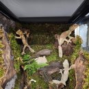 파충류샵 렙타일스테이션 이미지