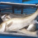 낚시배민박 이미지