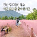 맑은물사업소 | 경남 창원 마산 여행 10월 가볼만한곳 핑크뮬리 명소 덕동 맑은물플라워가든 개방정보 및 주차장