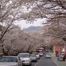 십리벚꽃길 이미지