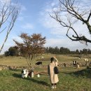 부엉이목장 이미지