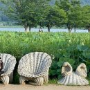 연 농장 | 🌸 두물머리 연꽃 명소 완전 정복! 연핫도그부터 힐링까지 | 현현이의 여름 나들이 후기 ✨