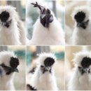 엄나무골농장 | 오골계백숙으로 초복 몸보신하기~~