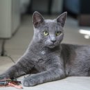 도도한고양이 이미지