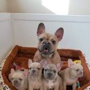 불독(bulldog) 이미지