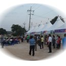 메밀꽃일다 이미지