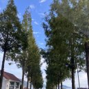 모섬 | [남해여행] 남해편백자연휴양림, 모섬 1박 후기