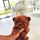 우아퍼피 이미지