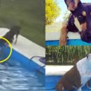 보듬어 줄개 이미지