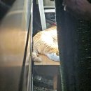 금순이농장 | 5일만에 잃어버린 고양이 찾음 03 집나간고양이 포획 구조 건강검진