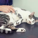 용산동물병원 이미지