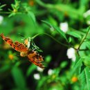 수정-114 이미지