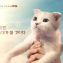 나만고양이없어 이미지