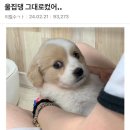 우리집 댕댕이 이미지