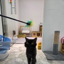 냥카페,루브 이미지