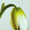 로렌시아 이미지