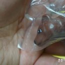 개봉동물병원 이미지